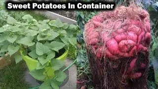 How to Grow Sweet Potatoes in Containers