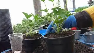 перевалка и черенкование герани королевской.