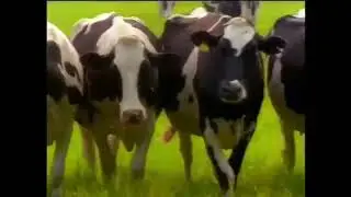 YTP: ????