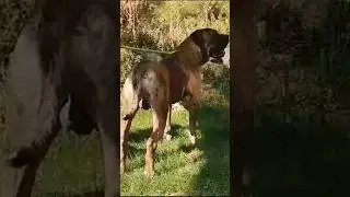 Çiftliğimizden daha çok video görmek için bizi takip edip bildirimleri açmayı unutmayın