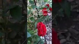 Кофе Латте,Индиголетта,Клод Брассер,Эль Торо и др.
