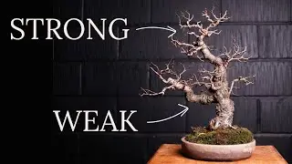 Elevate My Bonsai Elm Design