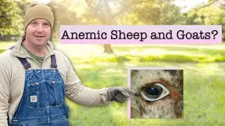 Fixing White Eyelids in Sheep and Goats