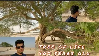 Tree of life | 400 years oldest tree | Bahrain