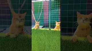 Камышовый кот Босс завидует Торви и Малому 😹