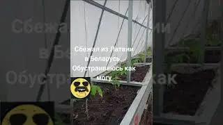 Обустраиваюсь как могу. Максометр. Беларусь. Латвия.