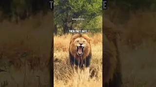 LION HABIT🔥| ft.LION #lionattitudestatus #lion #lionquotes