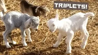 Two sets of triplets in less than 24 hours - Kidding update including goat birth on video!