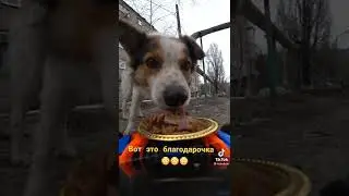 Благодарность от собачки