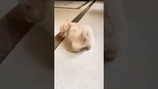 Surprise: Dafu Dog......(Part 2)|#dog #dogs #dogshorts #shorts #shortvideo
