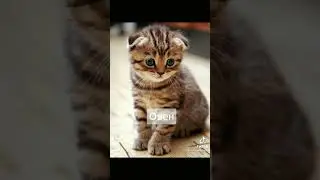 знаки зодиака