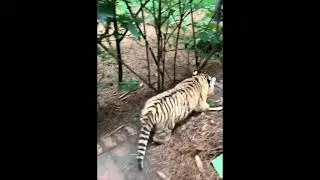 Tiger cub walks around