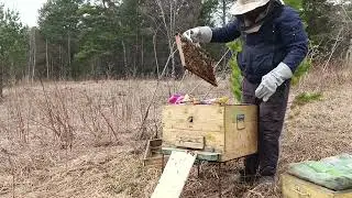 весенний осмотр пчел. развитие пчелосемьи после зимовки. облет молодой пчелы. первое расширение пчел