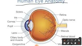 eye parts imp fo competitive exams