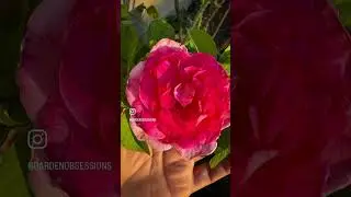 Gertrude Jekyll climbing rose: #roses #texasgardening #gardening