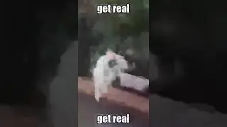 Memesaurus OC memes I made 1