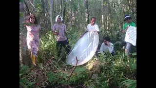 Um Pé de Quê?  CAIXETA  - Tabebuia cassenoides