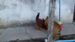 Petao vs Ker :D Zestoka borba