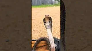 #Indian #spectacled venomous cobra snake rescue