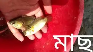 কৈ mais// টেংরা mais// 😱😱😱 //
