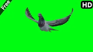 Bird Dove Green Screen _____super