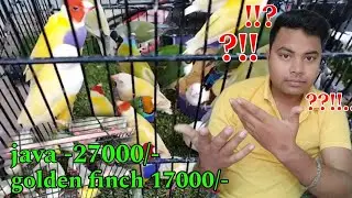 bird price update | java 27000 /-  golden 17000/- | finch bird price itna?? 🤔??!!...