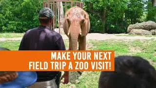 Schedule Your Next Field Trip To Zoo Miami