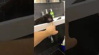Кусь в раковине 🤣
