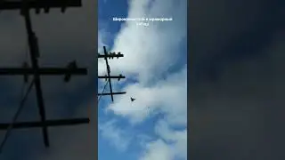 Посадка двух голубов