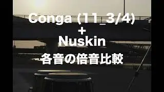 ２つのコンガの倍音比較１