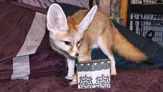 Fenne Fox Christmas Presents