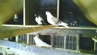 A long-distance pigeon fancier brought pigeons from all over the USSR.