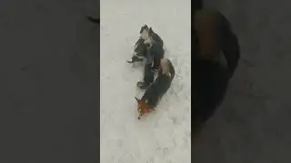 Любовь Триши))