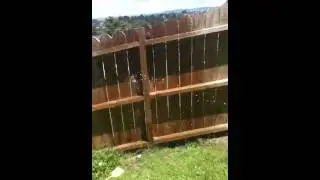 How to kill a hornets nest