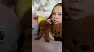 Той пудель шоколадка Боня