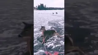 Спасение животных со льда