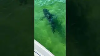 Great White Shark in 5 Feet of Water on Cape Cod (2024) #sharkweek #greatwhiteshark #shark #fish
