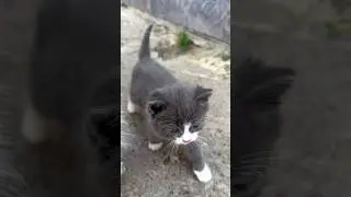 Мамин хвостик