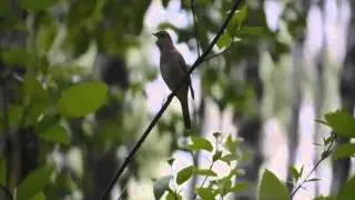 Великое переселение из Даарии
