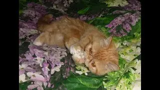 БУДИЛЬНИК
