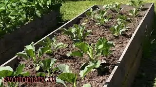 Как подтолкнуть рост капусты.  Подкормки, уход и борьба с вредителями