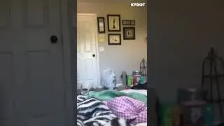 Amazing Acro-cat 🤸🐈
