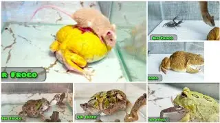 Compilation of ***Live Feeding*** videos. Don't forget to like and Subscribe!#live #eating #bullfrog