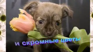 Женский праздник 8 марта