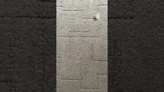 Lego Man