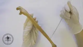 Ulna