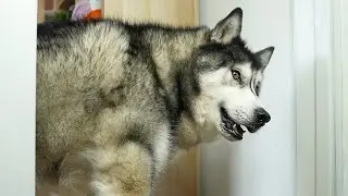 Husky Has To Do The TOUGHEST Job Of His Life!