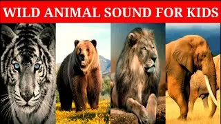 Animal Sounds For Kids Childrens || 25 Wild Animal Sounds || Birds Sounds For kids