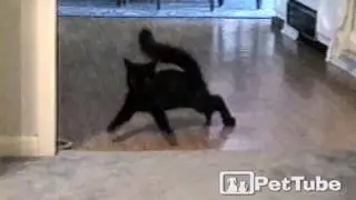 Black Cat Moonwalk - PetTube