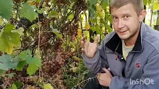 Запущенный виноградник | 5 месяцев без ухода | Обзор